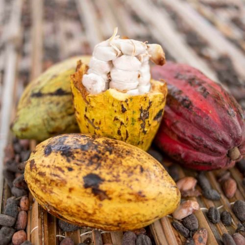 Cacao